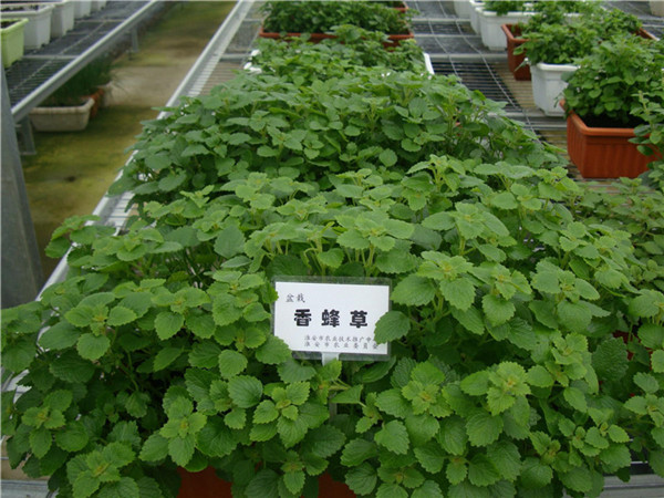 陕西博观农业-有(yǒu)机肥，育苗基质(zhì)案例展示