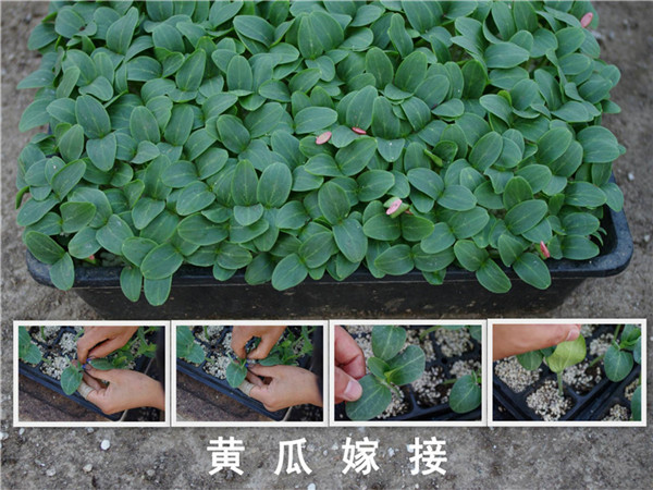 陕西博观农业-有(yǒu)机肥，育苗基质(zhì)案例展示